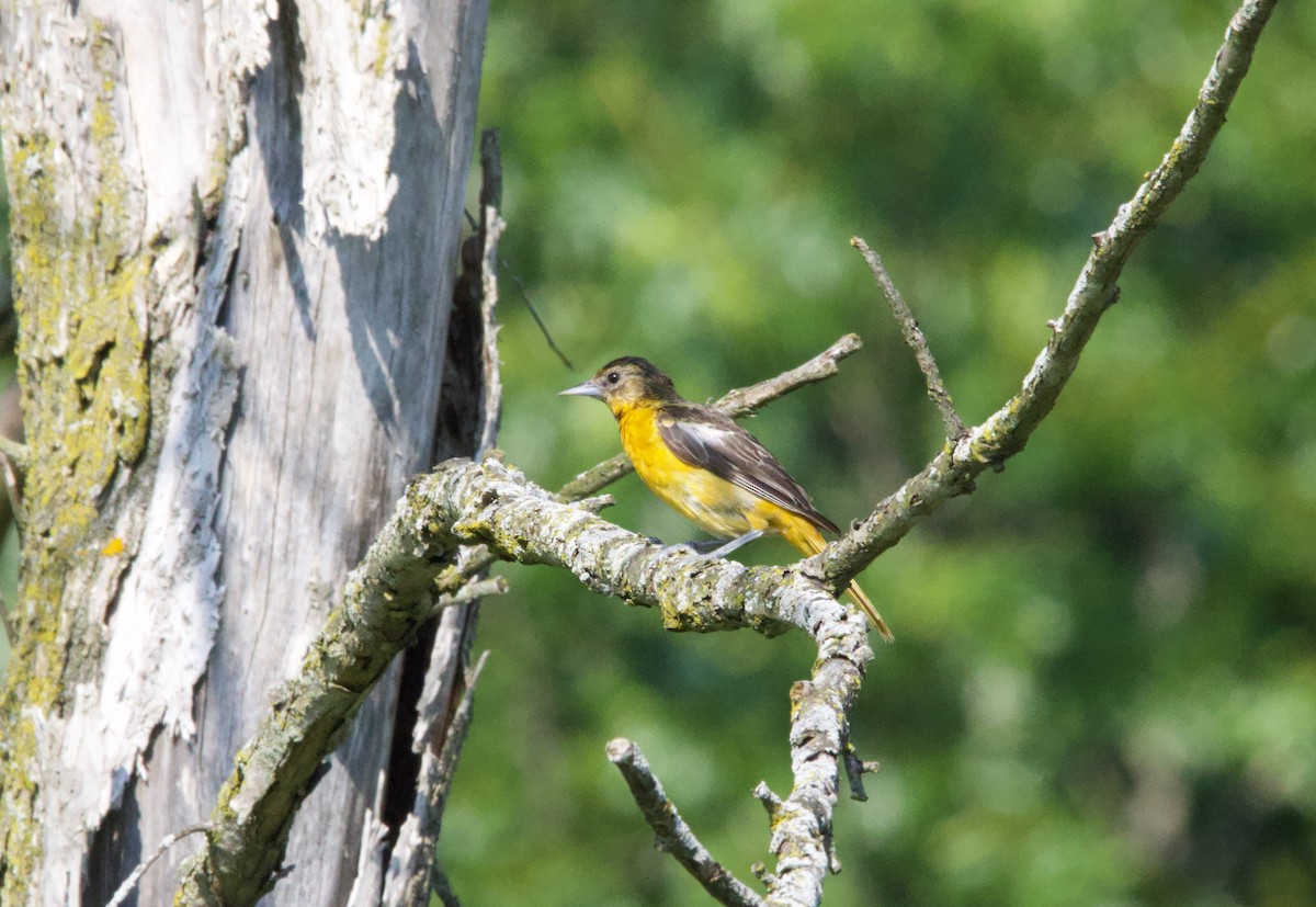 Oriole de Baltimore - ML638986176
