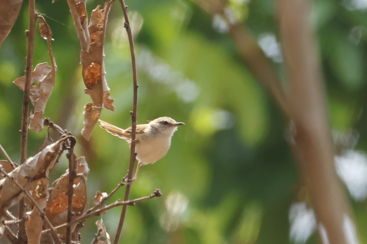 Prinia roussâtre - ML638986182