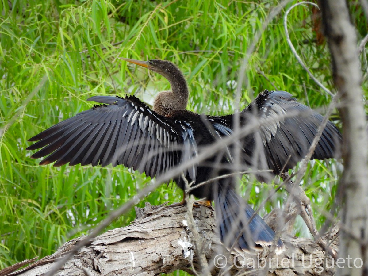 Anhinga d'Amérique - ML638986190