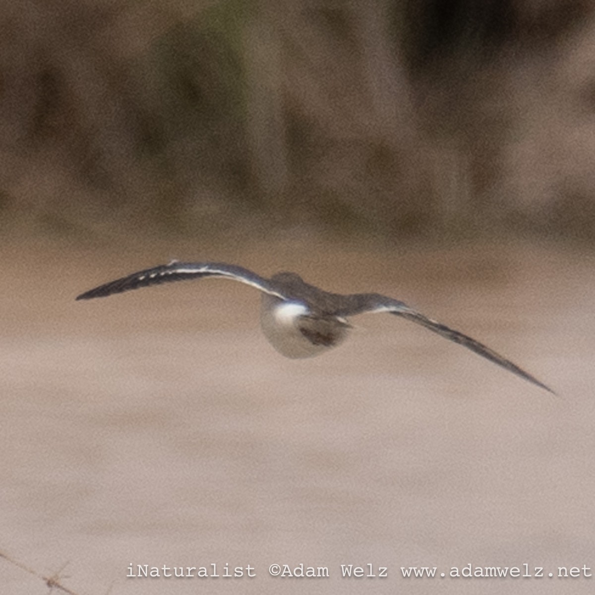 Common Sandpiper - ML638986212
