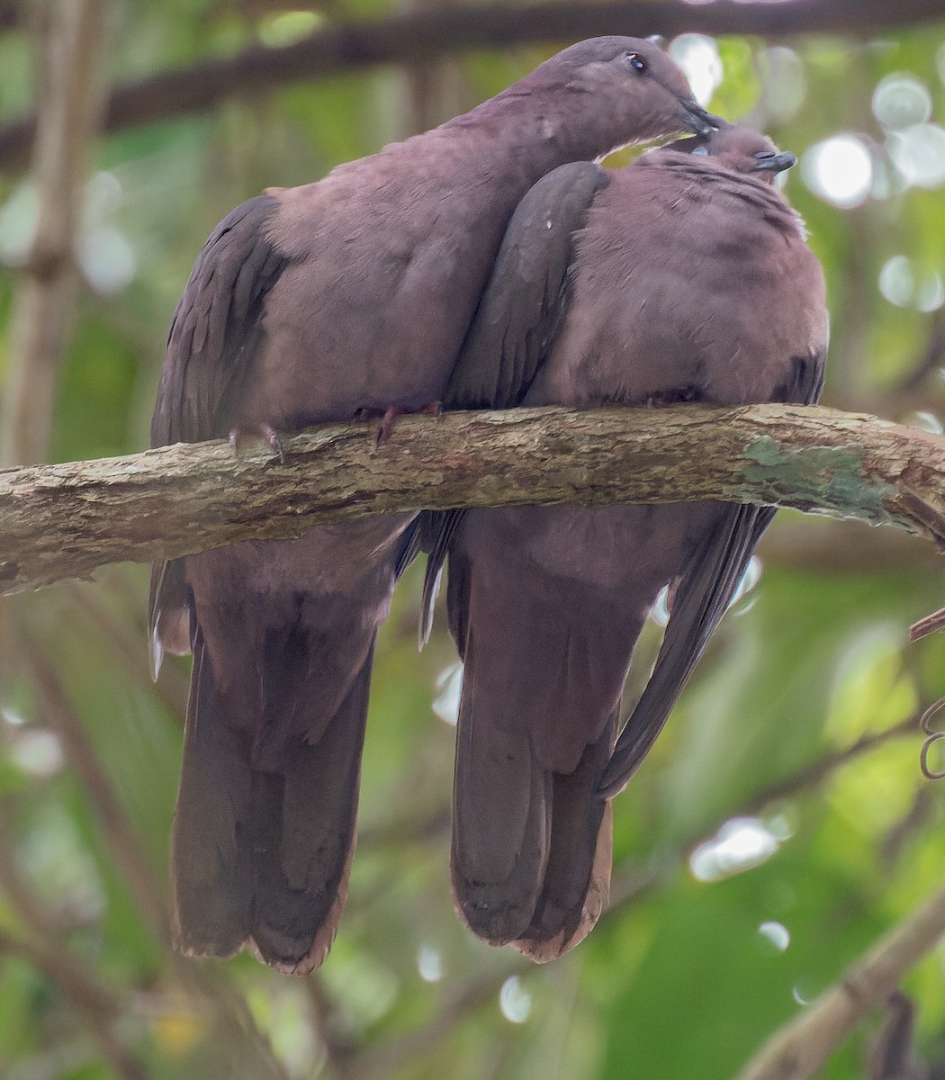 Short-billed Pigeon - ML638986221