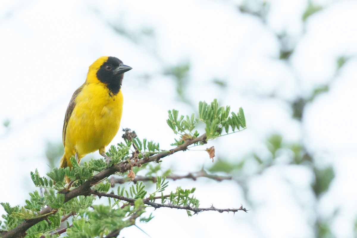 Little Weaver - ML638986227