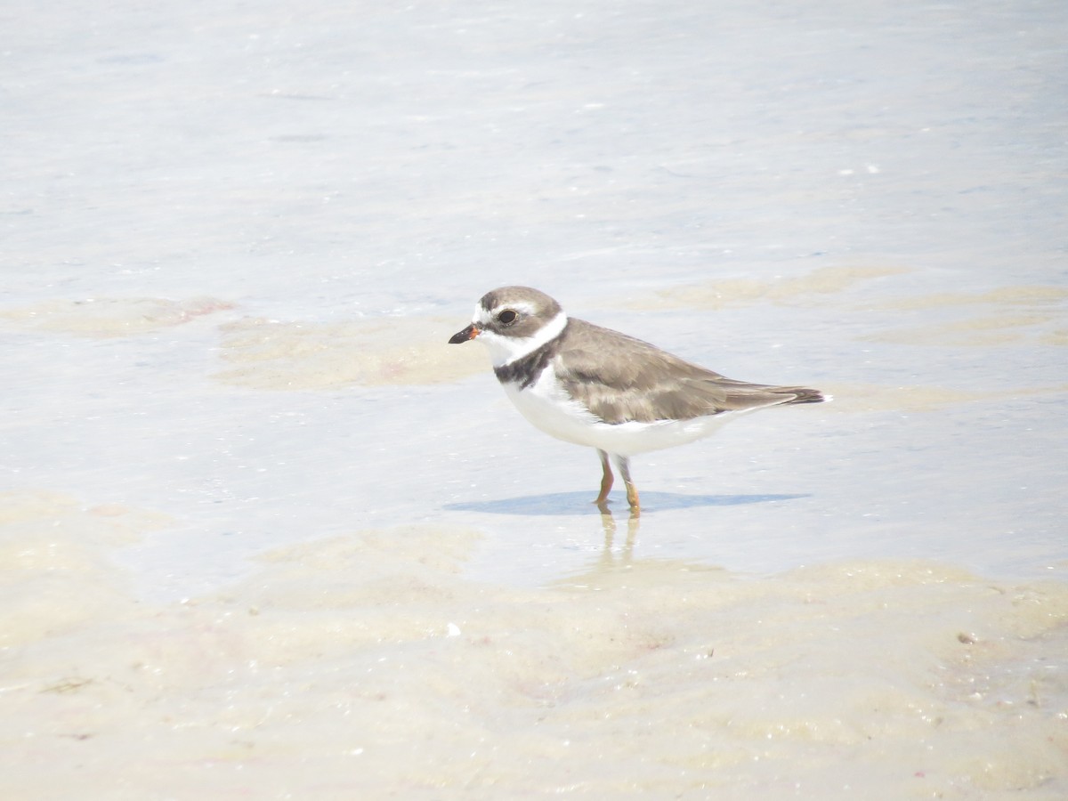 Semipalmated Plover - ML638986230