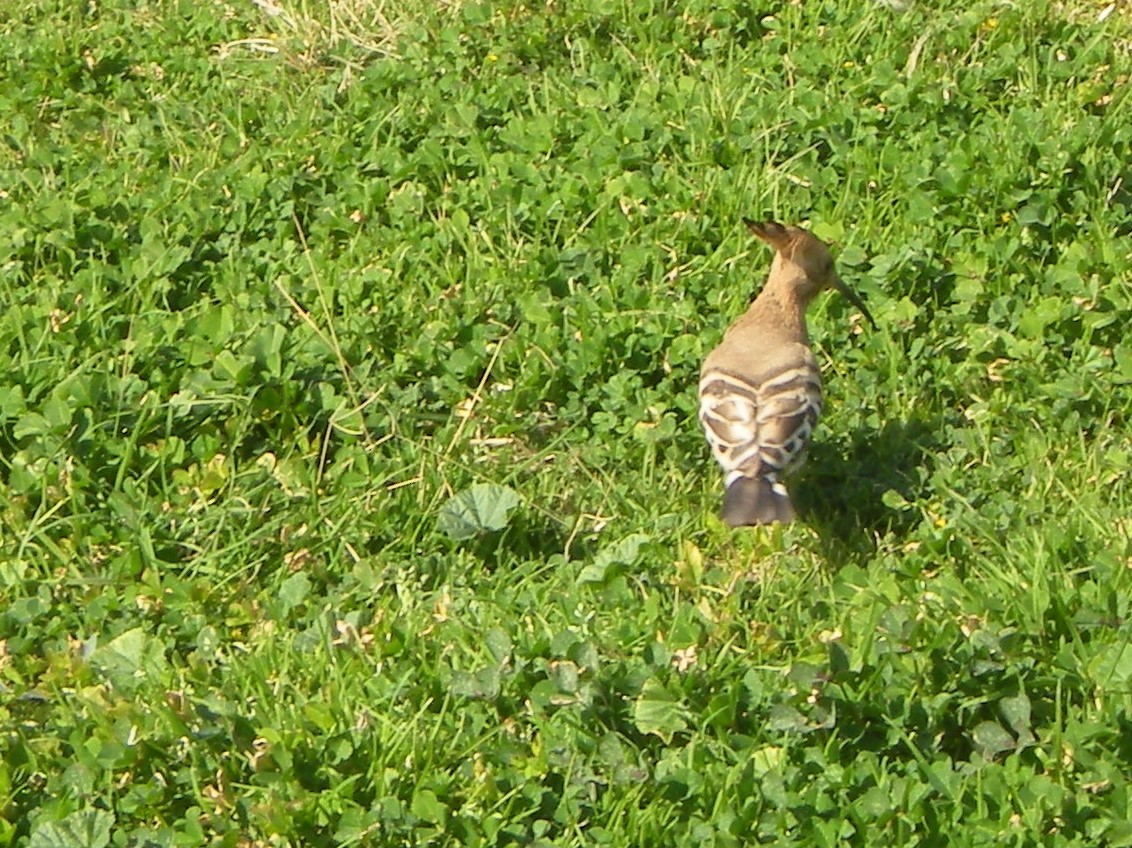 Eurasian Hoopoe - ML638986231