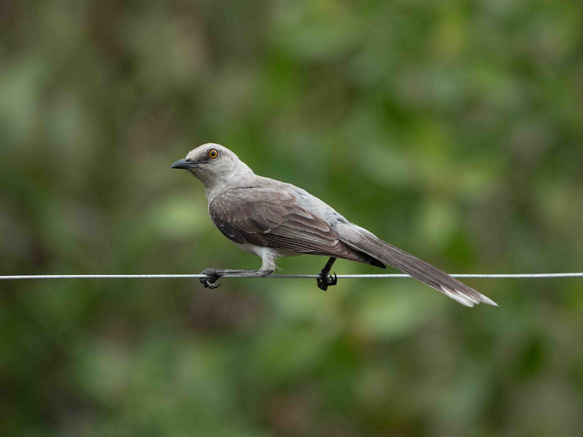 Tropical Mockingbird - ML638986234