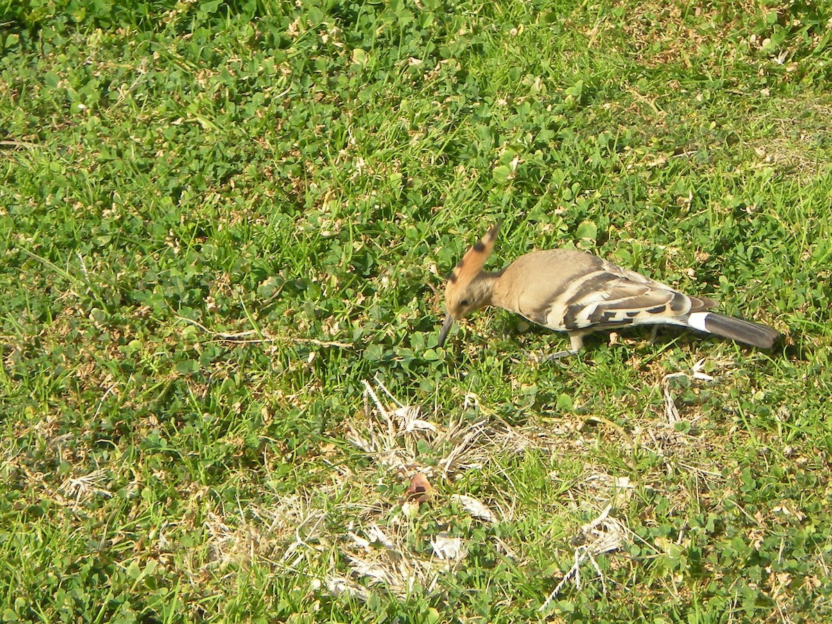Eurasian Hoopoe - ML638986243