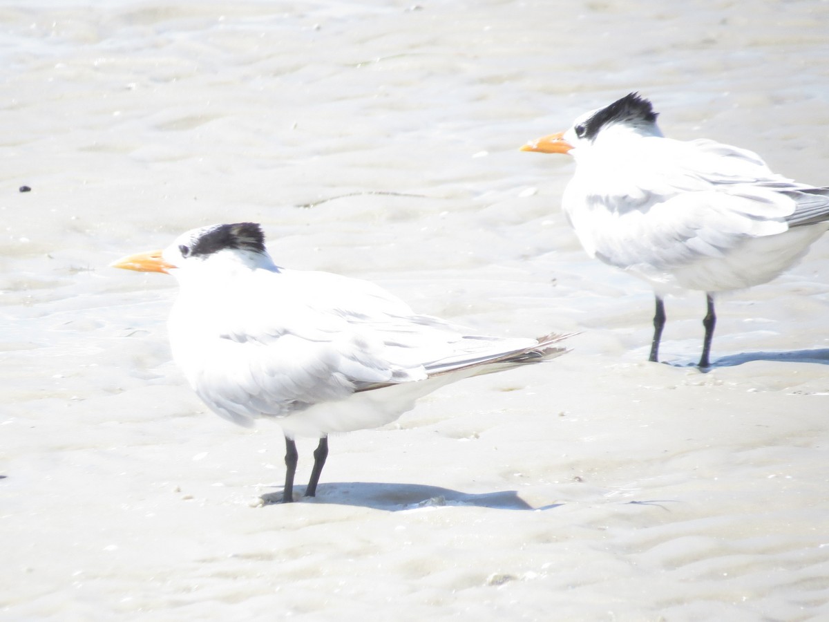 Royal Tern - ML638986265