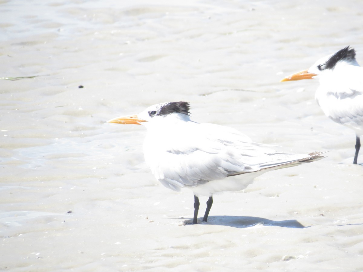 Royal Tern - ML638986266