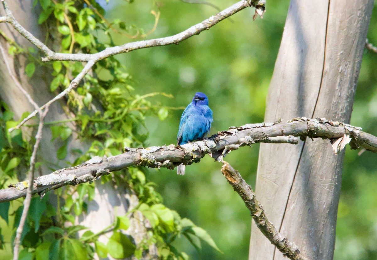 papežík indigový - ML638986279