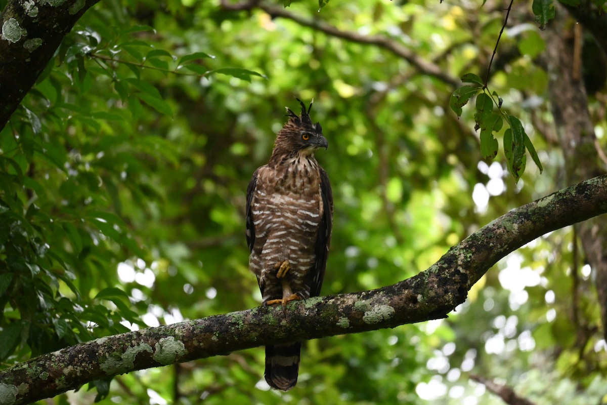 Legge's Hawk-Eagle - ML638986280