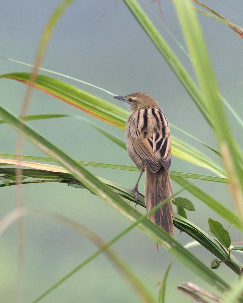 Striated Grassbird - ML638986303