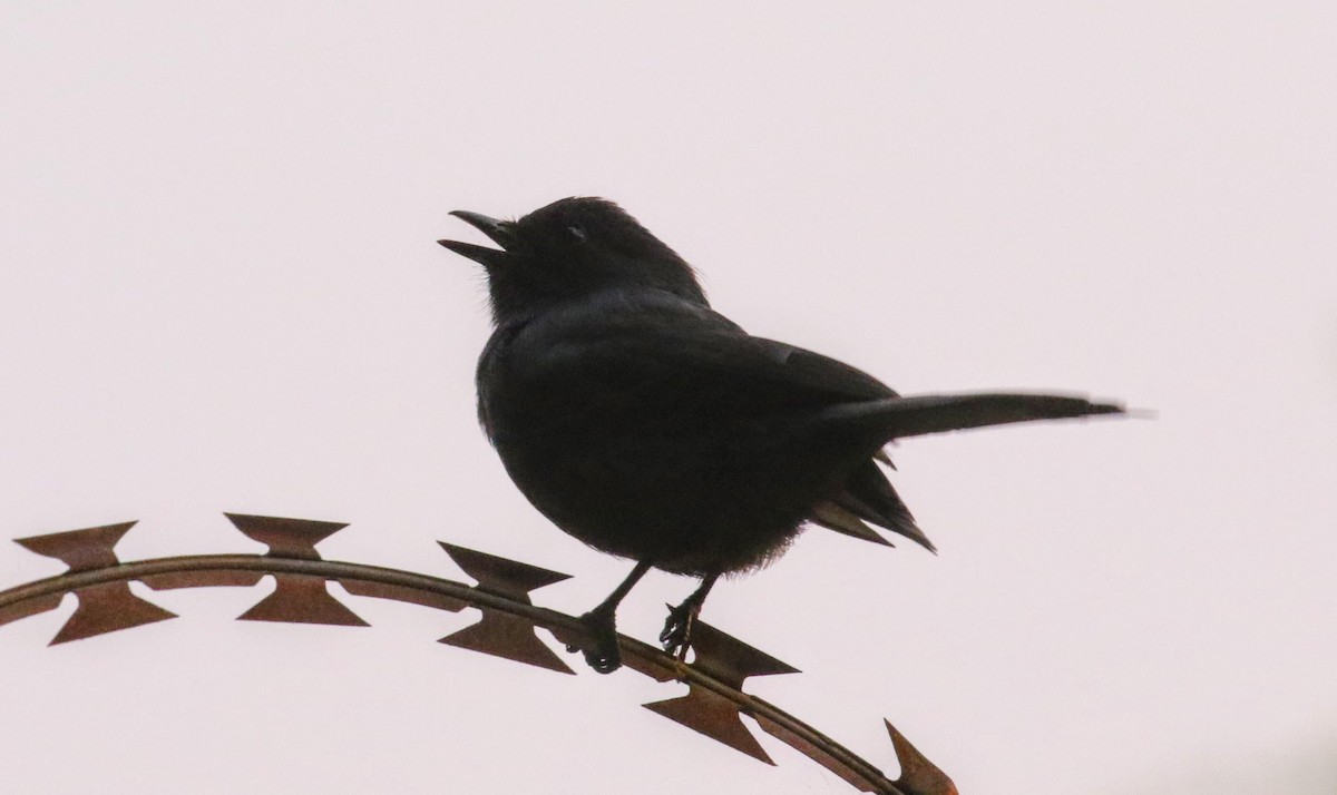 Northern Black-Flycatcher - ML638986311