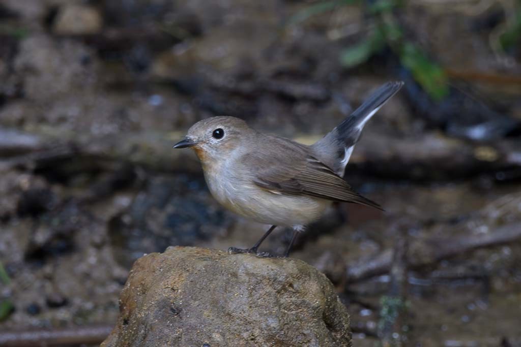 lejsek sibiřský - ML638986339