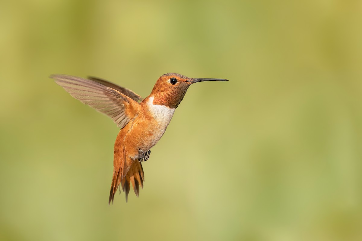 Rufous Hummingbird - ML638986347