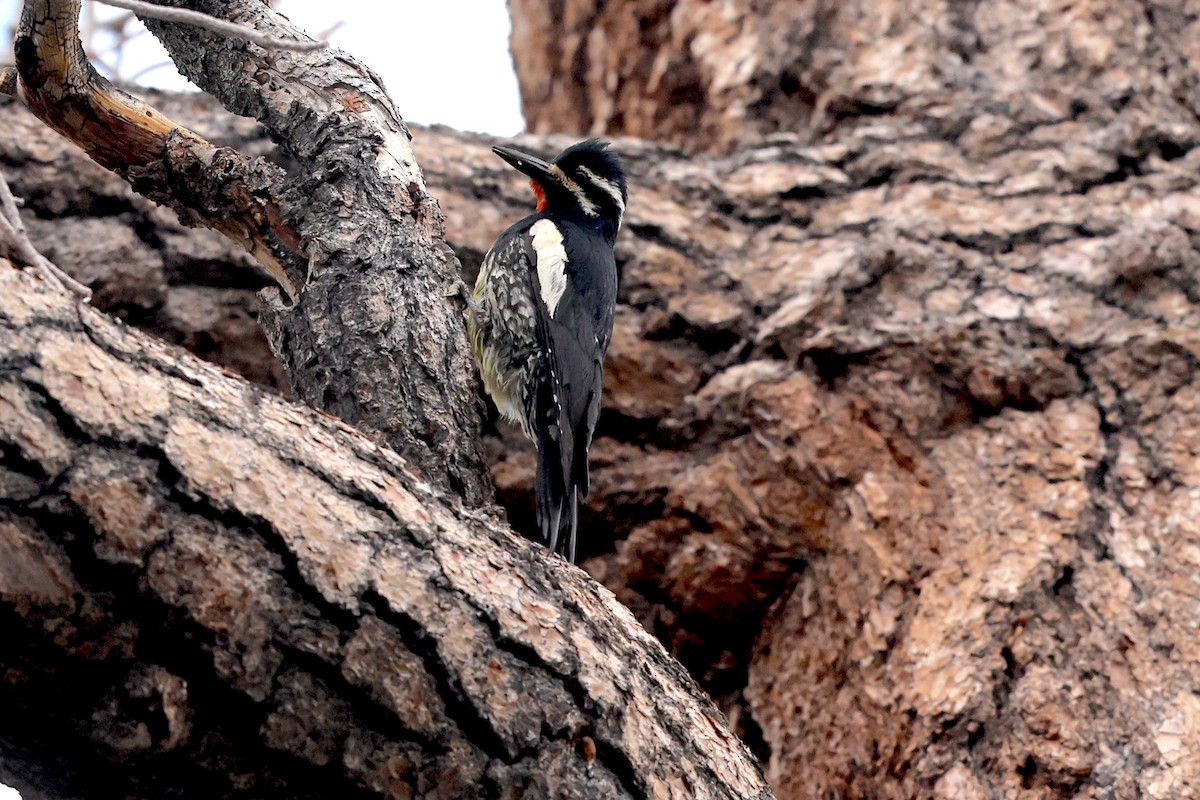 Williamson's Sapsucker - ML638986435