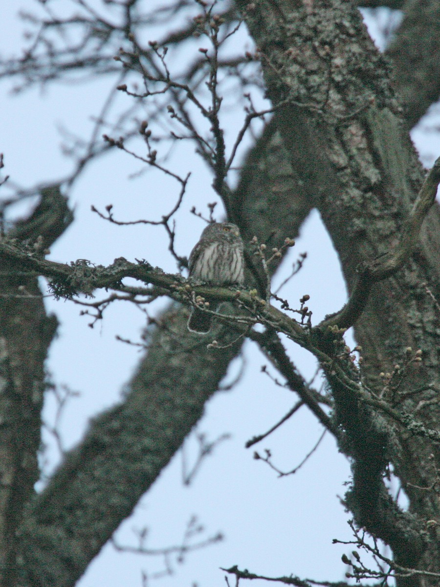 Eurasian Pygmy-Owl - ML638986442