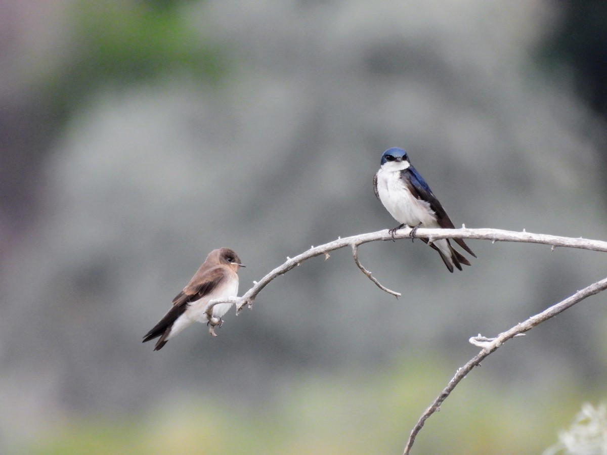 Tree Swallow - ML638986458