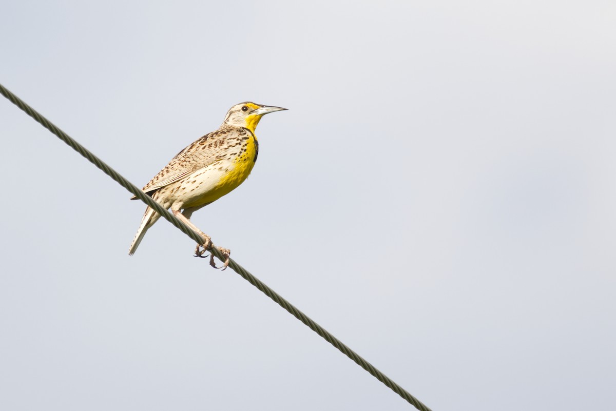 Western Meadowlark - ML638986463