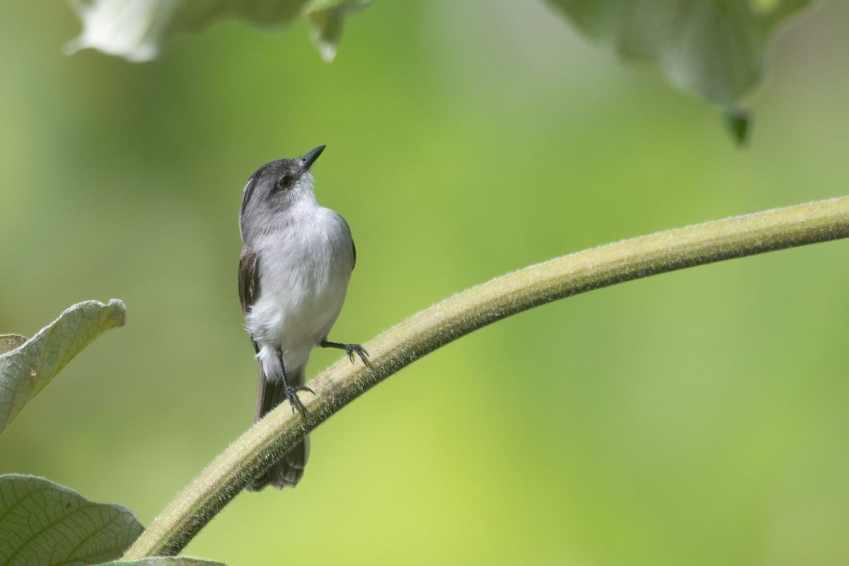 River Tyrannulet - ML638986490