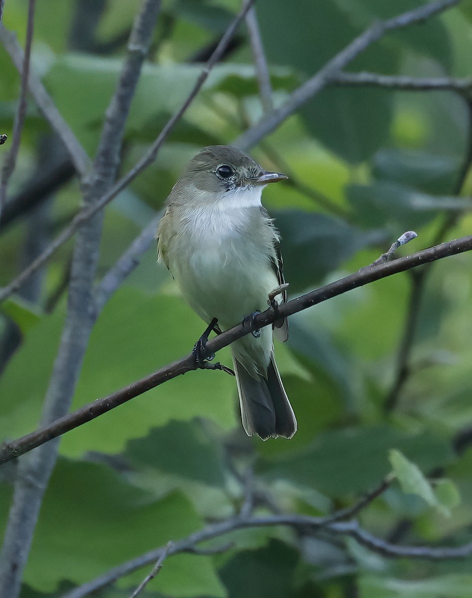Alder Flycatcher - ML638986503