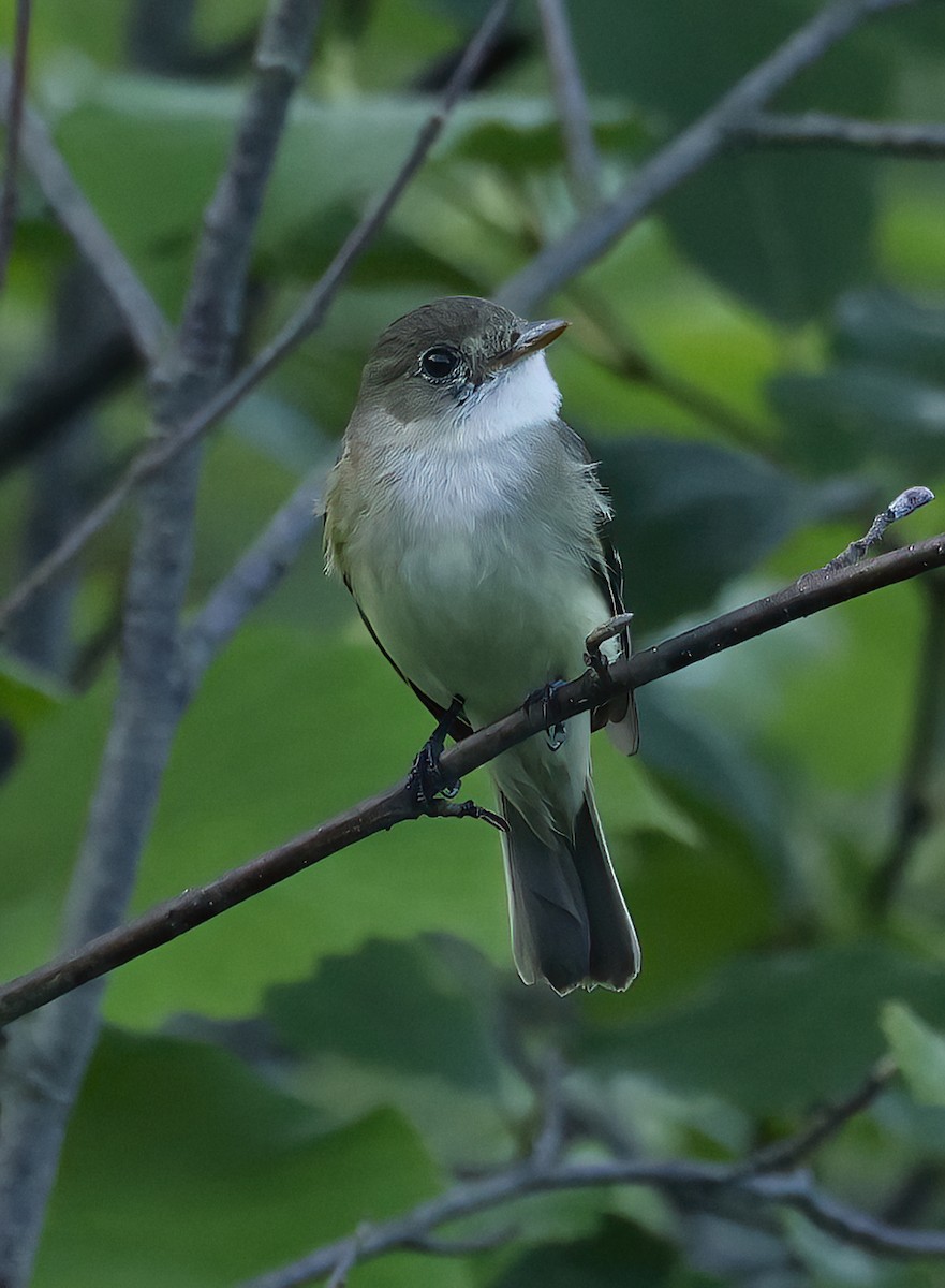 Alder Flycatcher - ML638986506