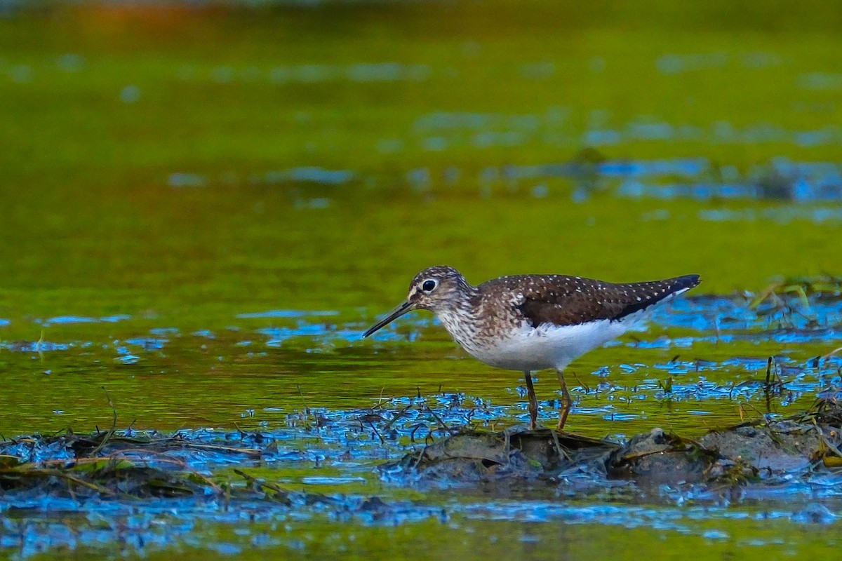 Solitary Sandpiper - ML638986513