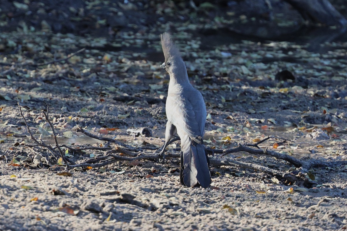 Gray Go-away-bird - ML638986559