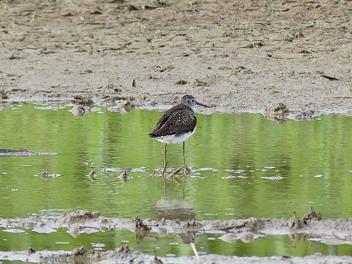 Solitary Sandpiper - ML638986564