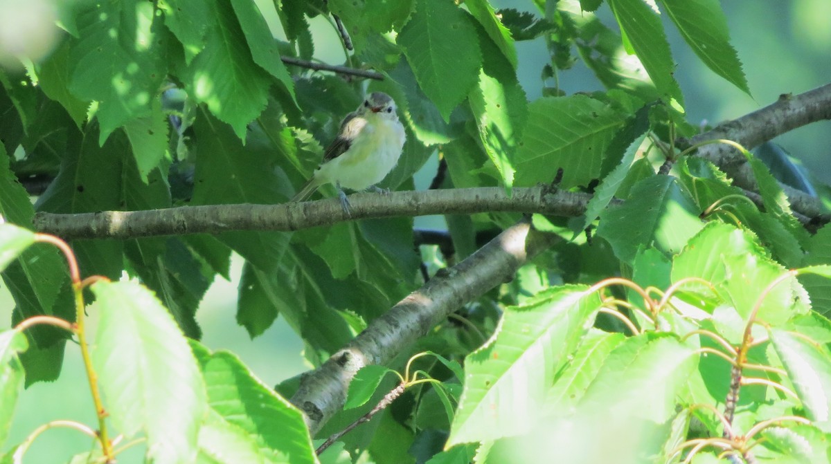 Warbling Vireo - ML638986566
