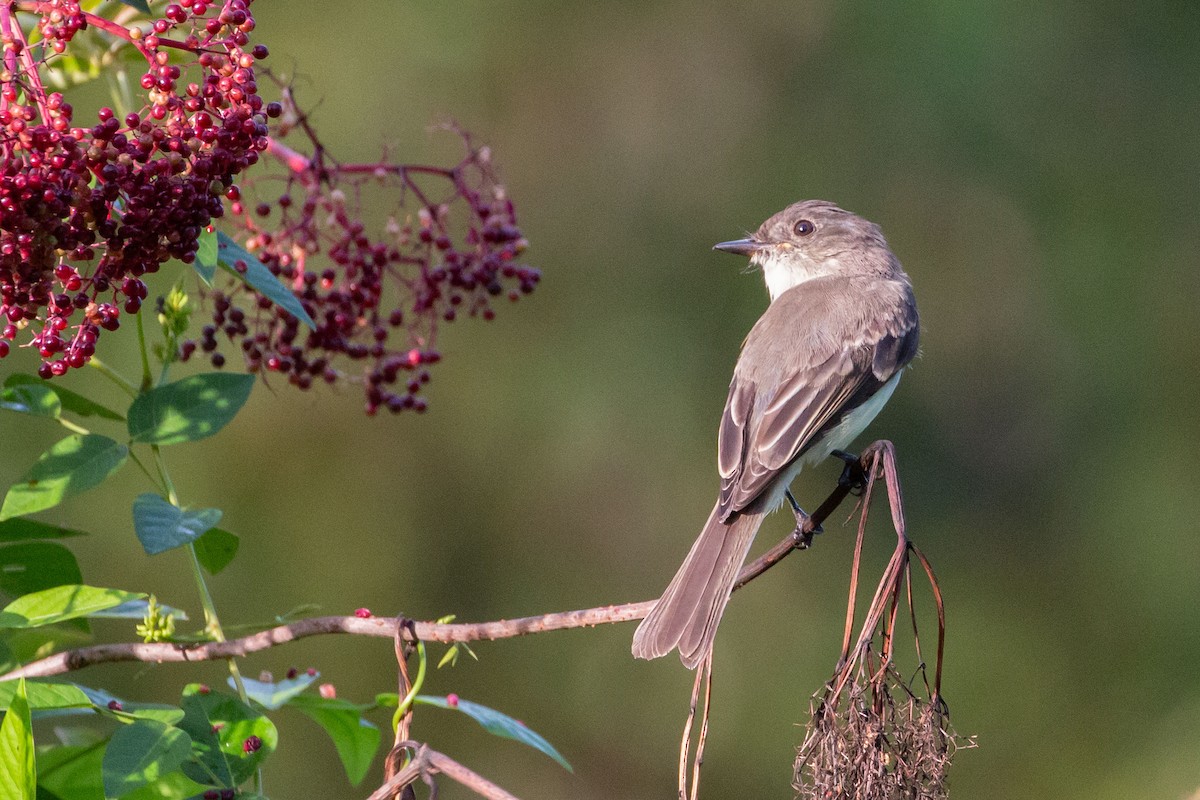 Eastern Phoebe - ML638986654