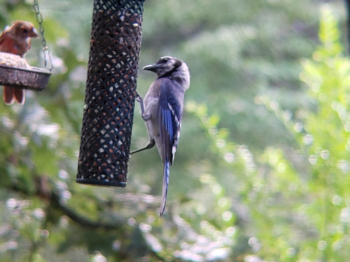 Blue Jay - ML638986663