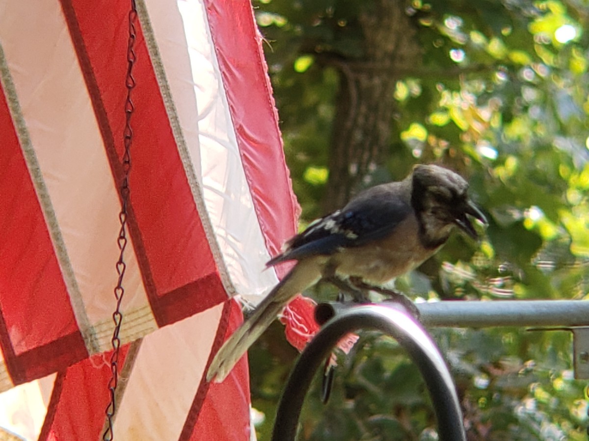 Blue Jay - ML638986664