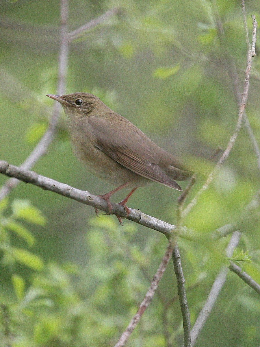 River Warbler - ML638986671
