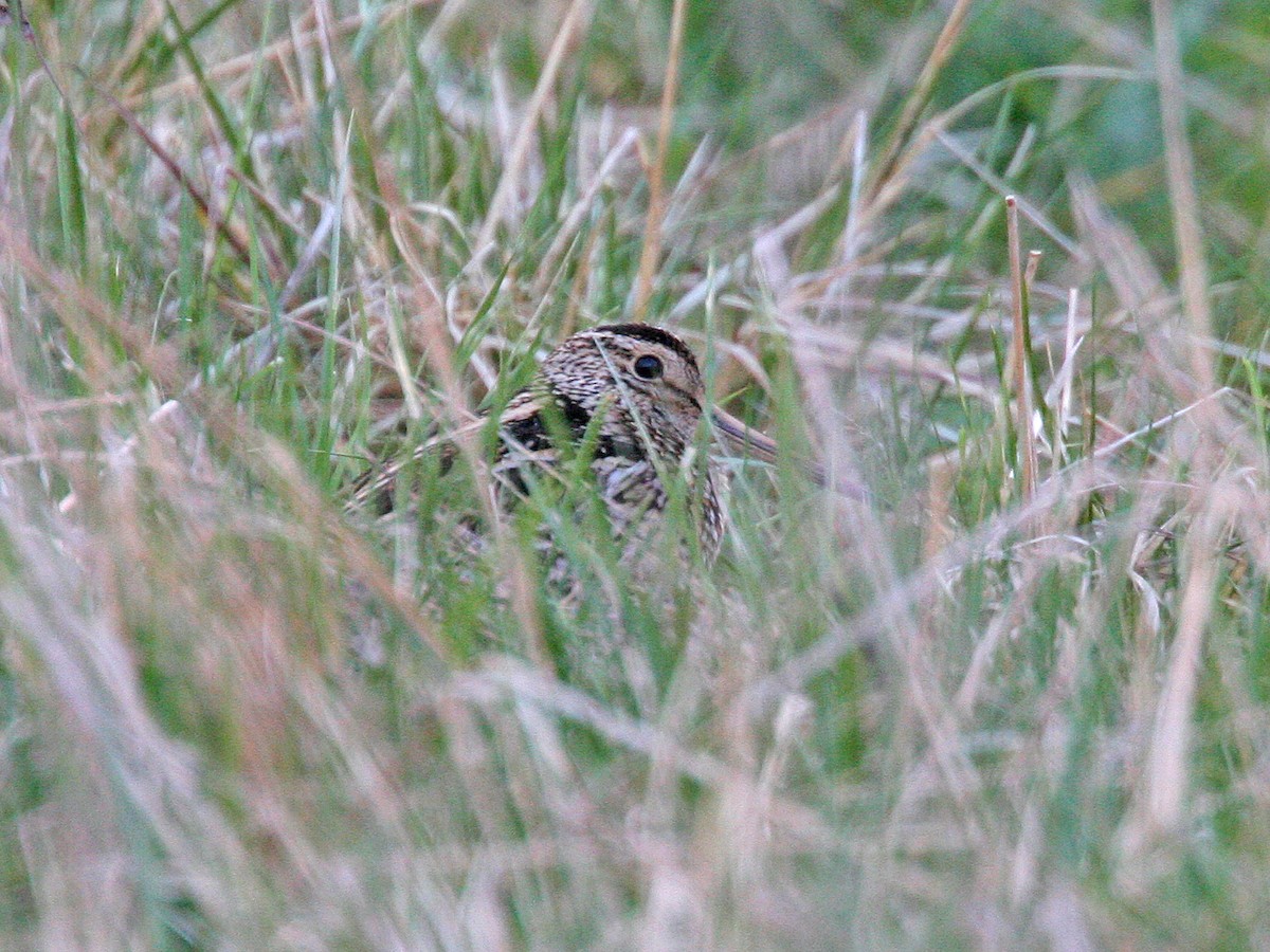 Great Snipe - ML638986682