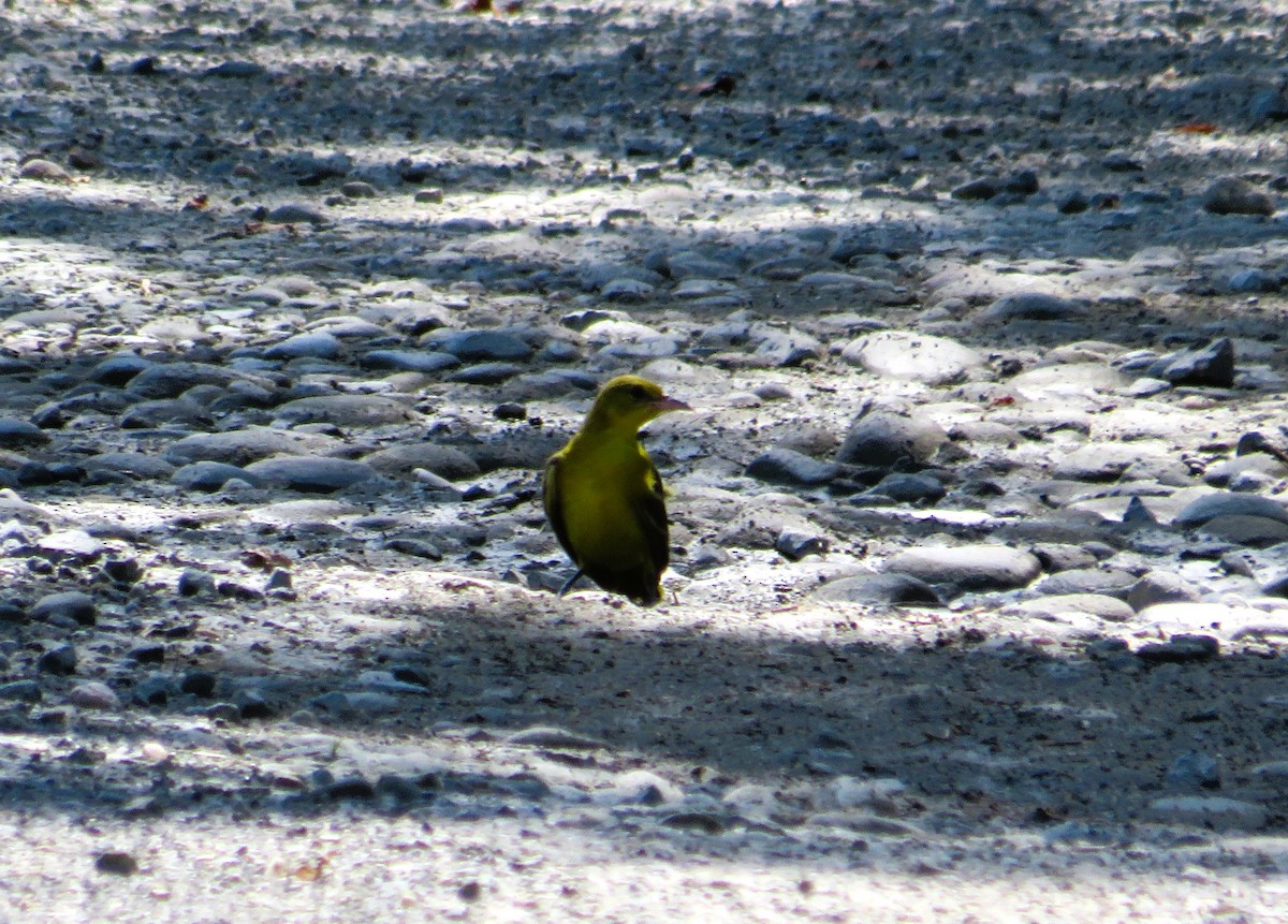 Orchard Oriole - ML638986713