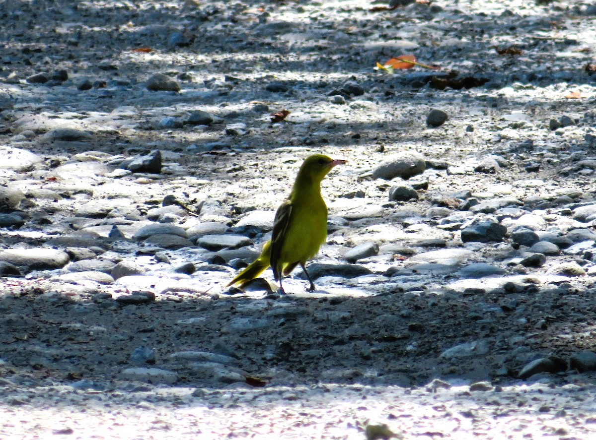 Orchard Oriole - ML638986715