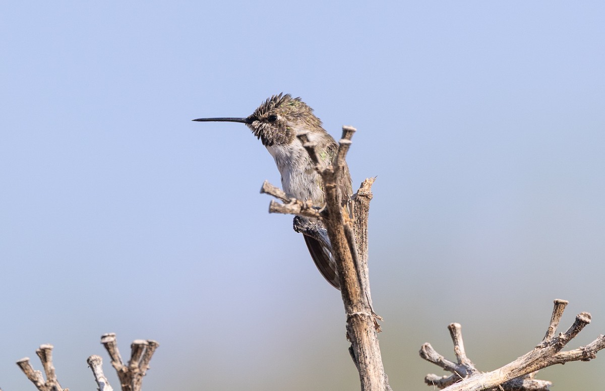 Colibrí de Costa - ML638986717