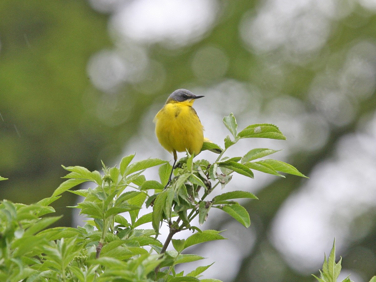 Western Yellow Wagtail - ML638986770