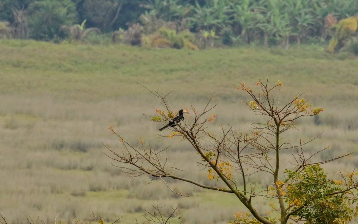 Congo Pied Hornbill - ML638986777