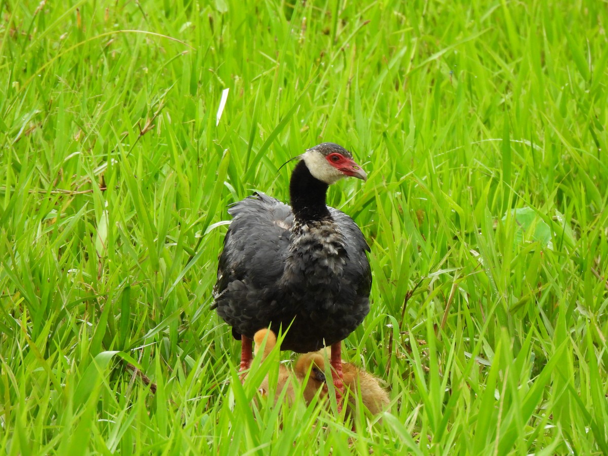 Northern Screamer - ML638986822