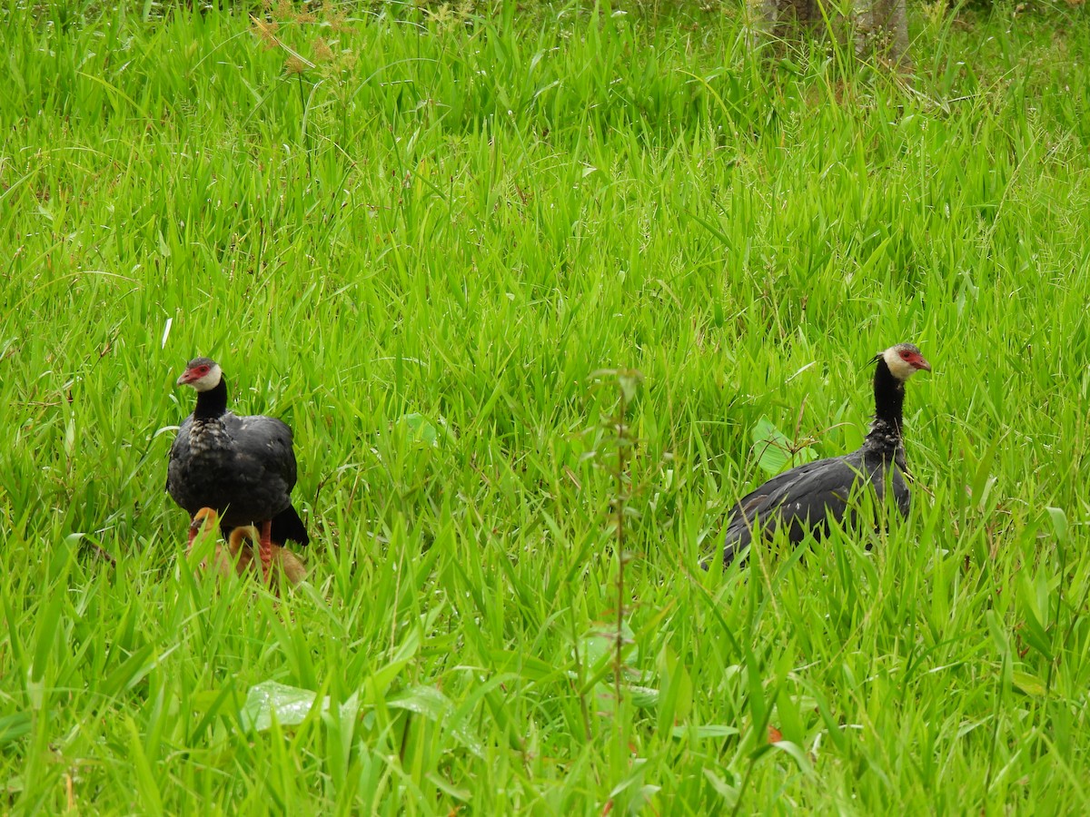 Northern Screamer - ML638986823