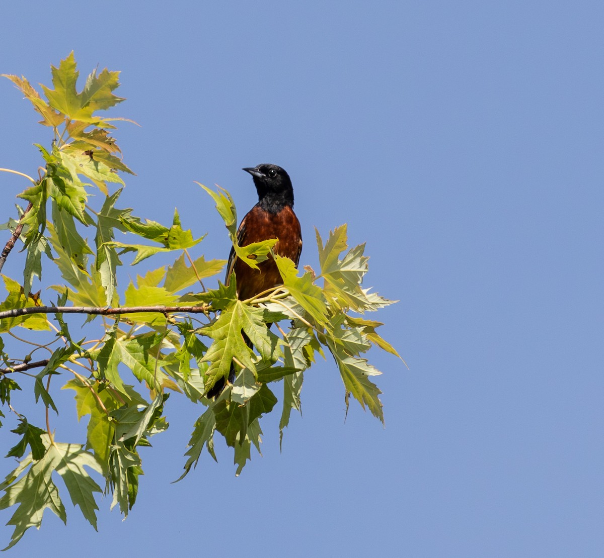 Orchard Oriole - ML638986826