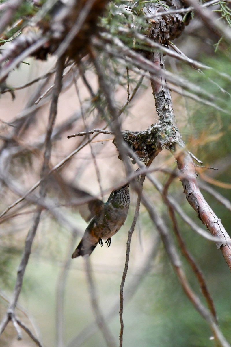 Broad-tailed Hummingbird - ML638986833