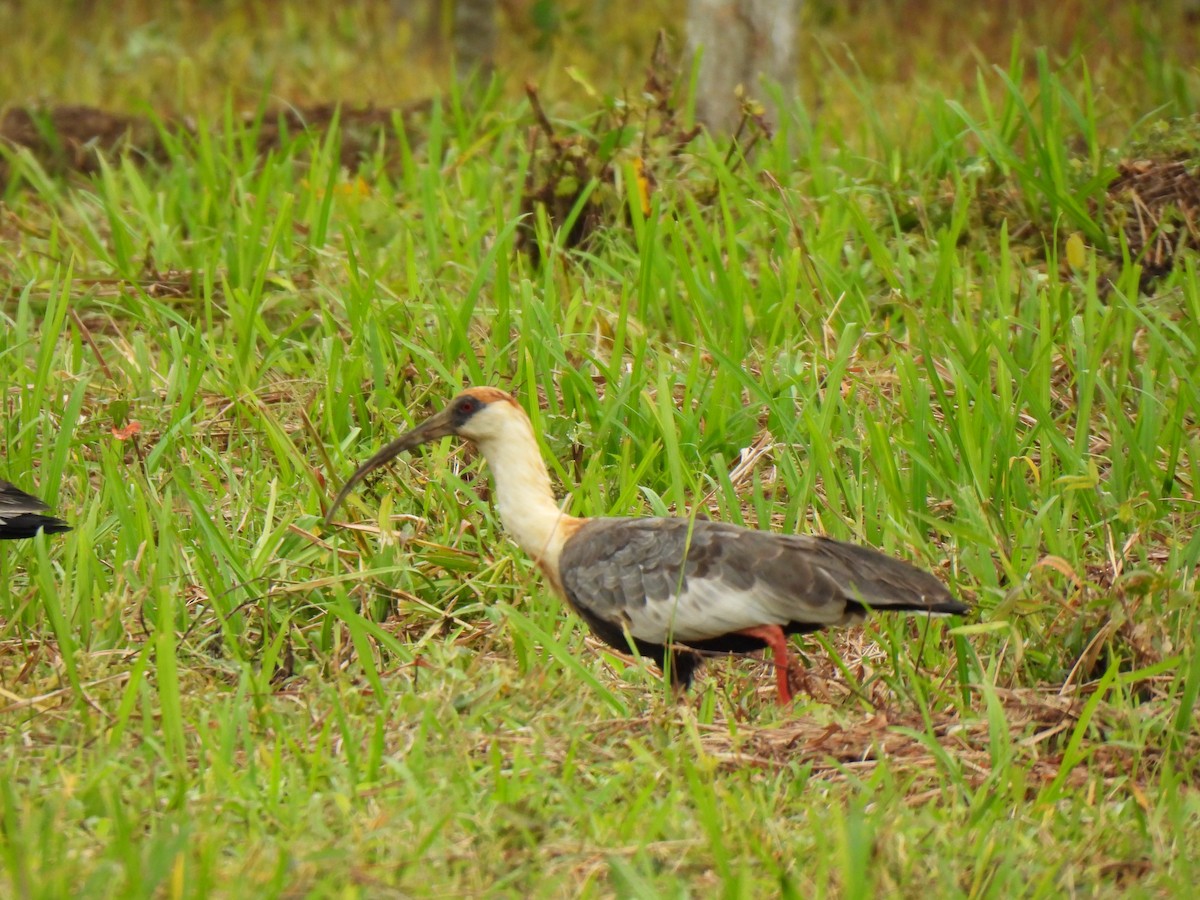 Buff-necked Ibis - ML638986856