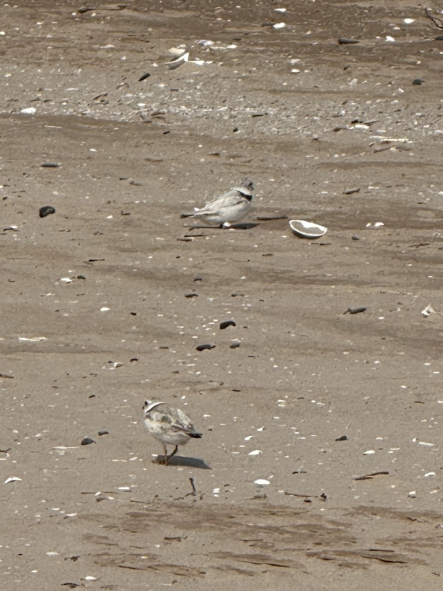 Piping Plover - ML638986868