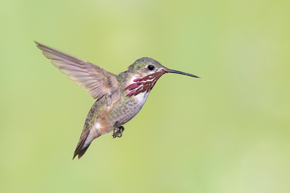 Calliope Hummingbird - ML638986889