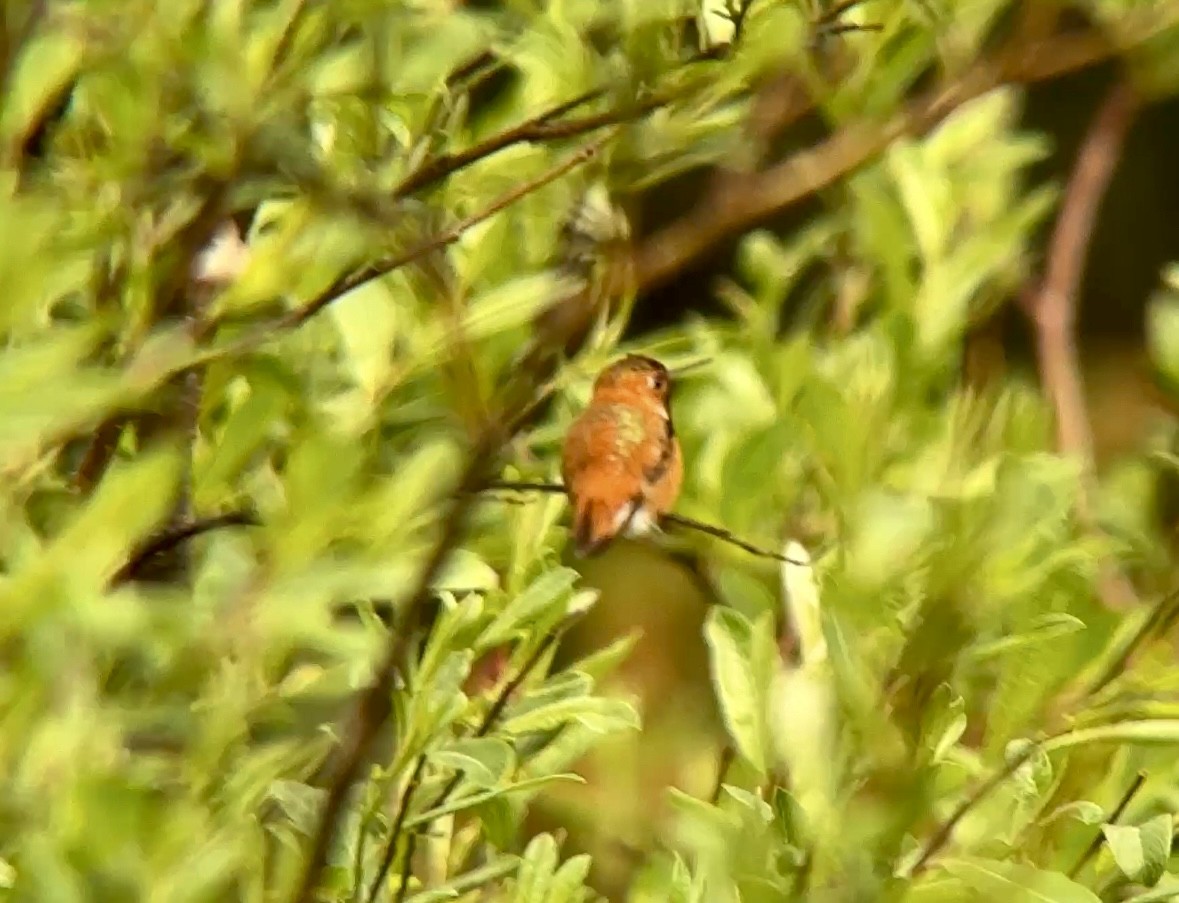Rufous Hummingbird - ML638986920