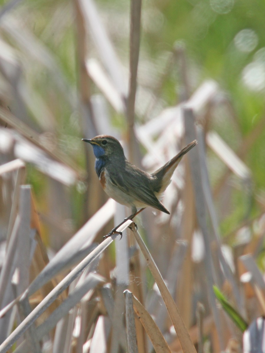 Bluethroat - ML638986984