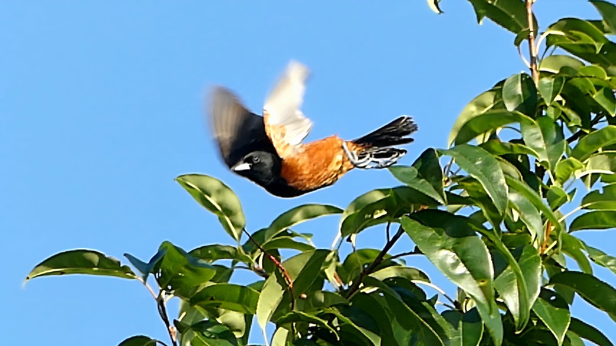 Orchard Oriole - ML638987007