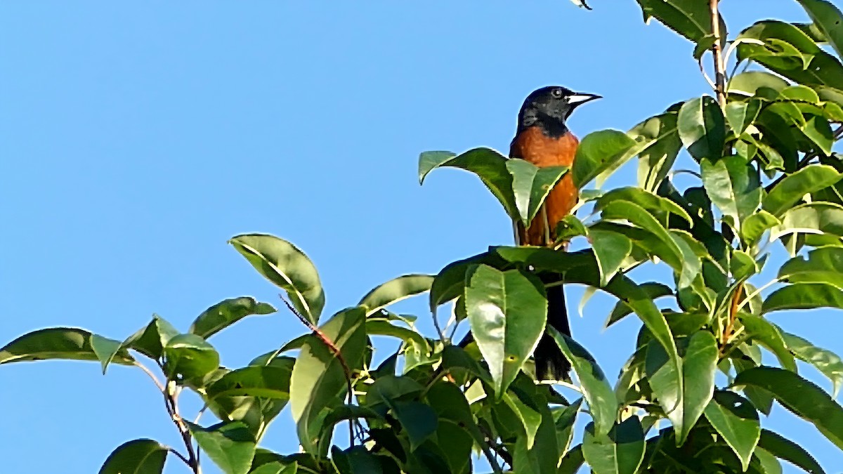 Orchard Oriole - ML638987008